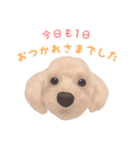 プードル×マルチーズ (テンちゃん)（個別スタンプ：1）