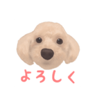 プードル×マルチーズ (テンちゃん)（個別スタンプ：2）