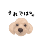 プードル×マルチーズ (テンちゃん)（個別スタンプ：3）