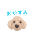 プードル×マルチーズ (テンちゃん)（個別スタンプ：4）