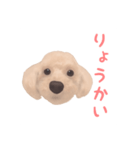 プードル×マルチーズ (テンちゃん)（個別スタンプ：7）