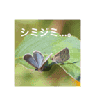 昆虫のキモチ（個別スタンプ：1）