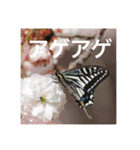 昆虫のキモチ（個別スタンプ：2）