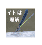 昆虫のキモチ（個別スタンプ：3）