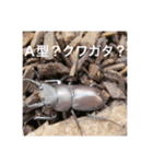 昆虫のキモチ（個別スタンプ：8）