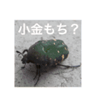 昆虫のキモチ（個別スタンプ：10）