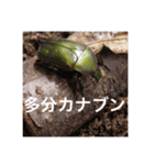 昆虫のキモチ（個別スタンプ：11）