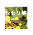 昆虫のキモチ（個別スタンプ：12）