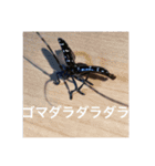 昆虫のキモチ（個別スタンプ：13）