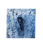 昆虫のキモチ（個別スタンプ：14）