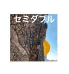 昆虫のキモチ（個別スタンプ：15）
