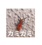 昆虫のキモチ（個別スタンプ：16）