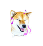 まったり柴犬スタンプ（個別スタンプ：4）