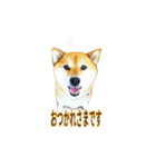 まったり柴犬スタンプ（個別スタンプ：5）