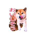 まったり柴犬スタンプ（個別スタンプ：6）