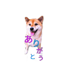 まったり柴犬スタンプ（個別スタンプ：7）