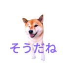 まったり柴犬スタンプ（個別スタンプ：9）