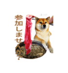 まったり柴犬スタンプ（個別スタンプ：10）