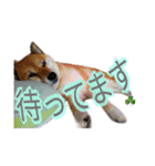 まったり柴犬スタンプ（個別スタンプ：11）