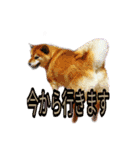 まったり柴犬スタンプ（個別スタンプ：12）
