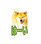 まったり柴犬スタンプ（個別スタンプ：14）