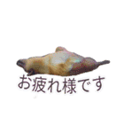 まったり柴犬スタンプ（個別スタンプ：15）
