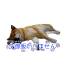 まったり柴犬スタンプ（個別スタンプ：16）