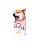 まったり柴犬スタンプ（個別スタンプ：17）