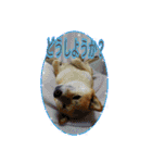 まったり柴犬スタンプ（個別スタンプ：19）