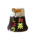 まったり柴犬スタンプ（個別スタンプ：21）