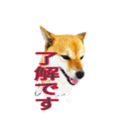 まったり柴犬スタンプ（個別スタンプ：24）