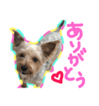 よーきーのわさび第四弾！（個別スタンプ：5）
