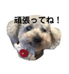 らぶおお爺ちゃんの日常（個別スタンプ：9）