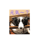 ボーダー万歳！（個別スタンプ：6）