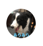 ボーダー万歳！（個別スタンプ：7）