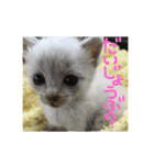 るあちゃん（子猫時代）（個別スタンプ：1）