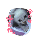 るあちゃん（子猫時代）（個別スタンプ：2）