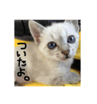 るあちゃん（子猫時代）（個別スタンプ：3）
