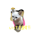 るあちゃん（子猫時代）（個別スタンプ：4）