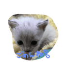 るあちゃん（子猫時代）（個別スタンプ：5）