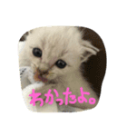るあちゃん（子猫時代）（個別スタンプ：7）