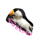 るあちゃん（子猫時代）（個別スタンプ：8）