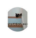 普段使いしやすいように作りました！（個別スタンプ：1）