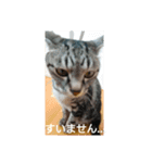 普段使いしやすいように作りました！（個別スタンプ：8）