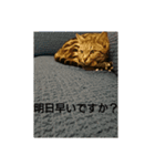 普段使いしやすいように作りました！（個別スタンプ：16）