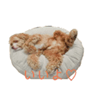 Fify(ふぃふぃー)スタンプ②（個別スタンプ：1）