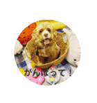 Fify(ふぃふぃー)スタンプ②（個別スタンプ：16）