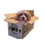 Fify(ふぃふぃー)スタンプ②（個別スタンプ：20）