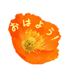 可愛く使えるお花のメッセージ！（個別スタンプ：1）