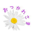 可愛く使えるお花のメッセージ！（個別スタンプ：3）